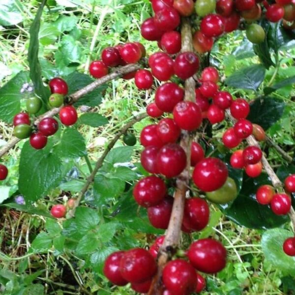 Mexican Coffee Varieties